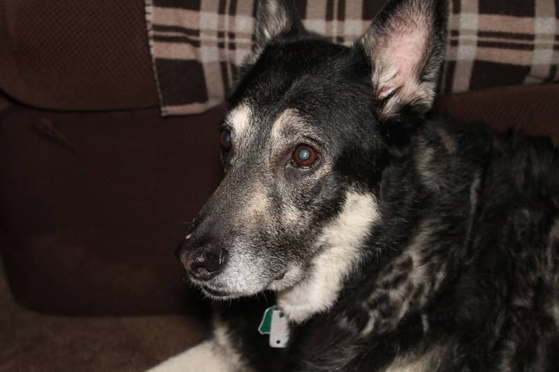 7 Best Dog Food for German Shepherds