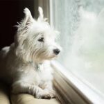 West Highland White Terrier ‘Westie’ Facts You May Not Know