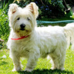 Improve Your Westie’s Skin & Coat With This One Simple Hack