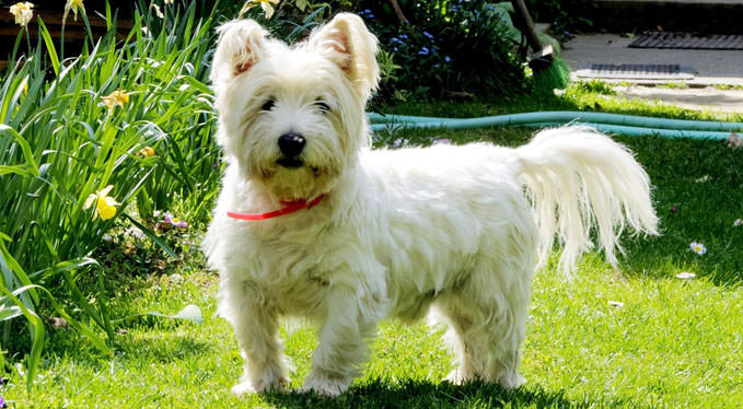 Improve Your Westie’s Skin & Coat With This One Simple Hack