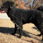 Wetterhoun – Dog Breed Information