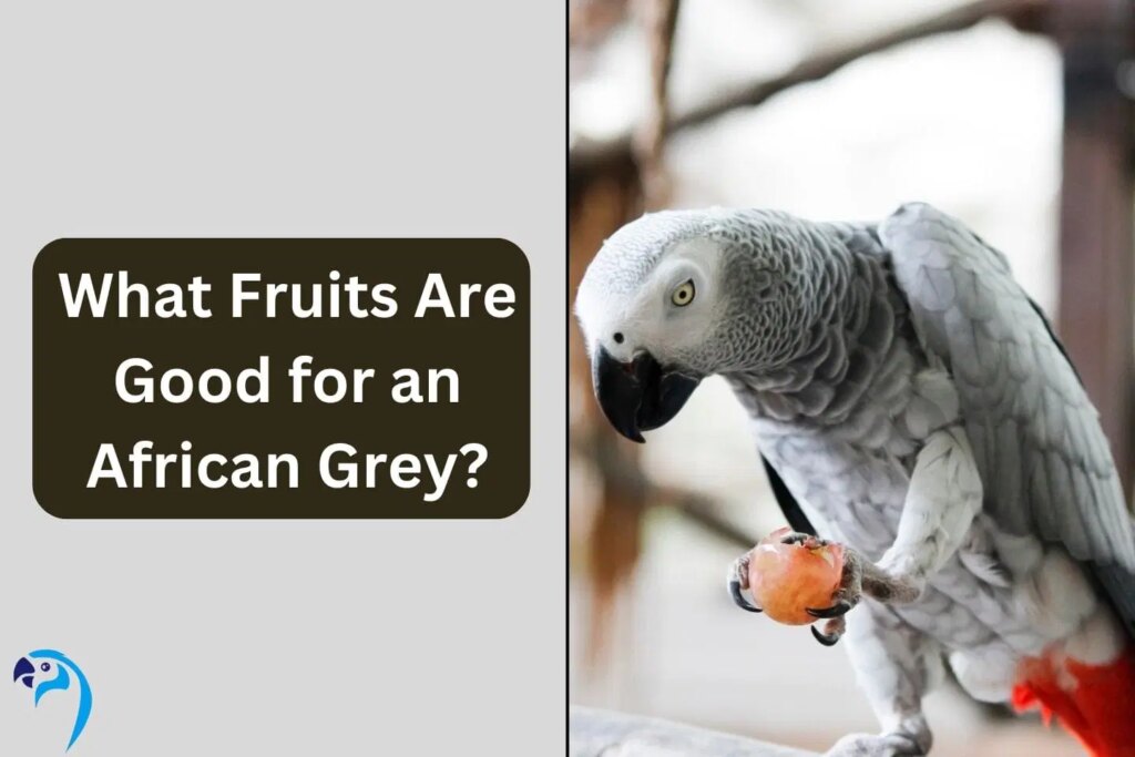 What Fruits Are Good for an African Grey?