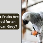 What Fruits Are Good for an African Grey?