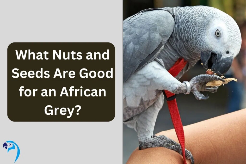 What Nuts and Seeds Are Good for an African Grey?