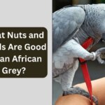 What Nuts and Seeds Are Good for an African Grey?