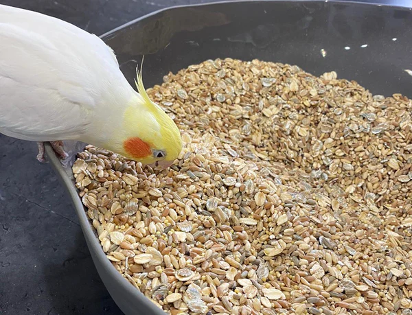 Homemade Cockatiel Seed and Grain Mix Recipe