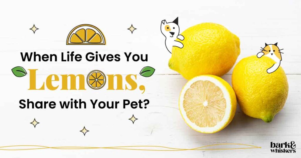 Can You Feed Lemon to Your Pet?