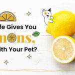 Can You Feed Lemon to Your Pet?