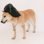 Is it Worth Whistle Training Your Dog?