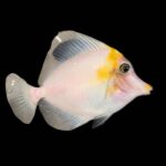 Unveiling a $35,000 Marvel: How the 24-Year-Old ‘Koral King’ Brought the World’s Rarest Tang to RAP | Reef Builders