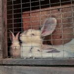 16 Surprising Facts About Pet Rabbits (2024 Update)