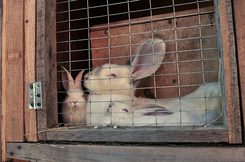 16 Surprising Facts About Pet Rabbits (2024 Update)