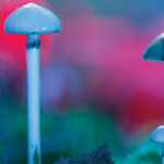 Hallucinogenic Mushroom Intoxications Are Getting “Higher”