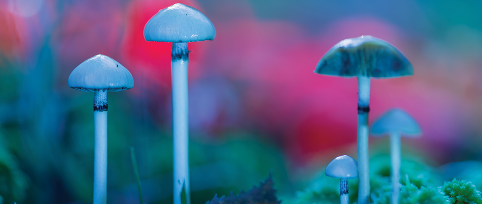 Hallucinogenic Mushroom Intoxications Are Getting “Higher”