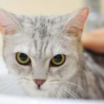 How to wash a cat