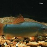 Botiid fishes of the ‘Modesta complex’ – an analysis of natural history and behaviorisms — Seriously Fish