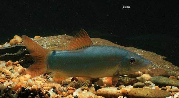 Botiid fishes of the ‘Modesta complex’ – an analysis of natural history and behaviorisms — Seriously Fish