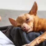 Rejuvenating the Human–Animal Bond in the Care of Senior Veterinary Patients
