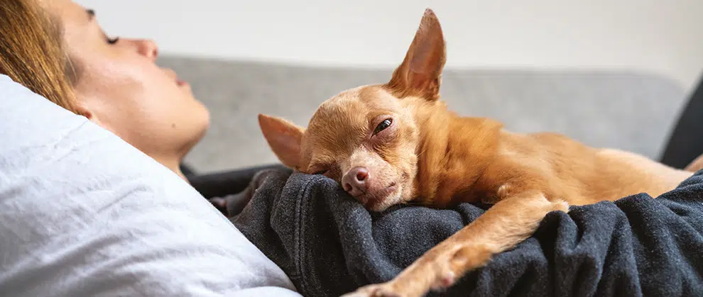 Rejuvenating the Human–Animal Bond in the Care of Senior Veterinary Patients