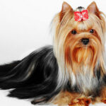 Improve Your Yorkie’s Skin & Coat With This One Simple Hack