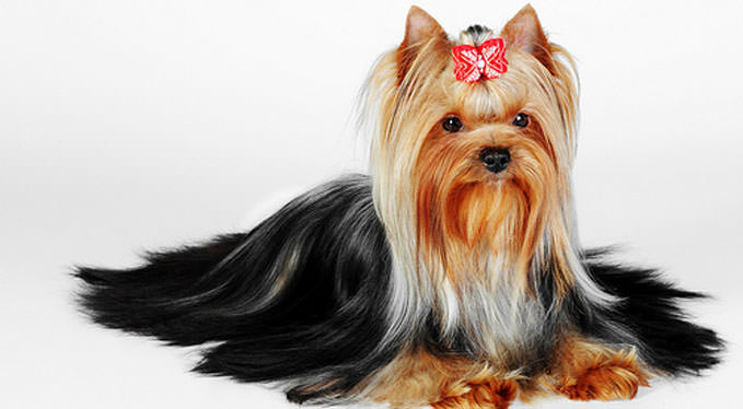 Improve Your Yorkie’s Skin & Coat With This One Simple Hack