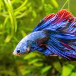 20 low-maintenance fish for busy owners