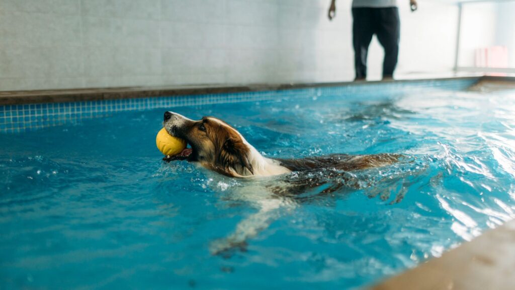 Hydrotherapy for dogs: Does it really work?
