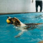 Hydrotherapy for dogs: Does it really work?
