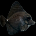 QM Introduces the World’s First Aquacultured Black Longnose Tang! | Reef Builders