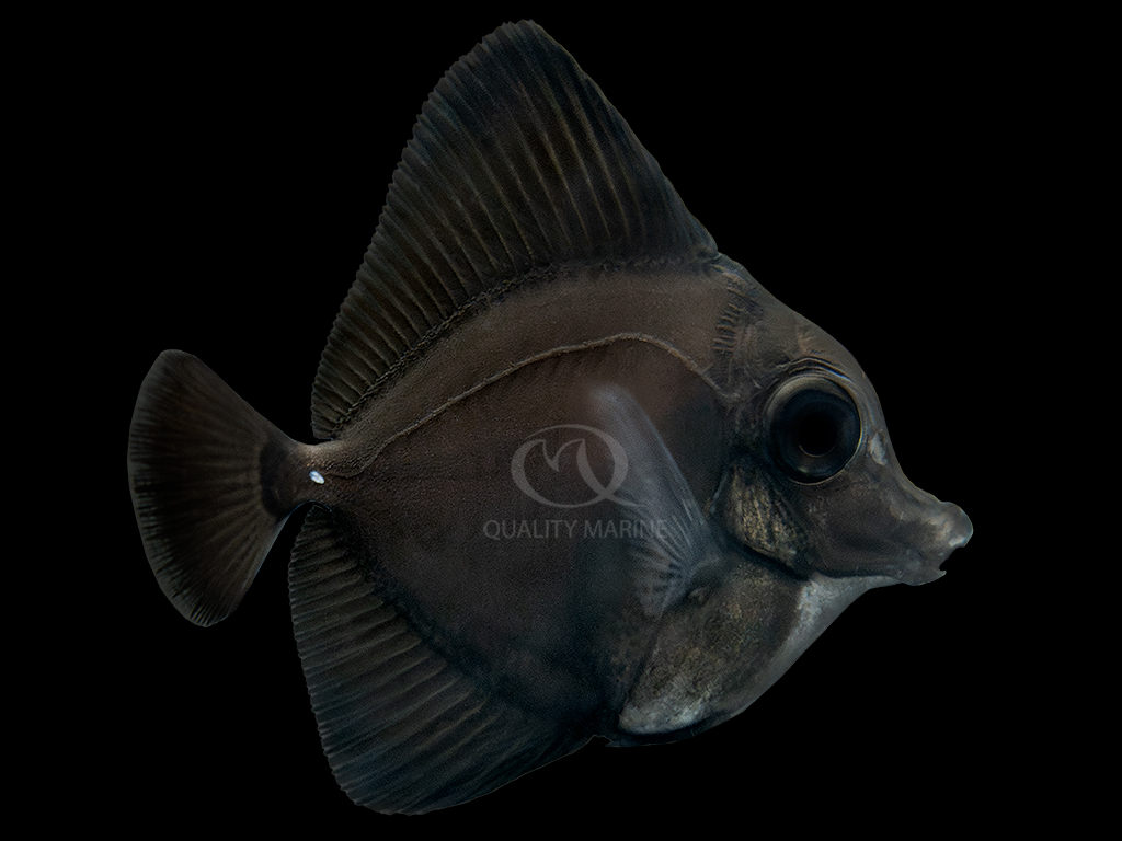 QM Introduces the World’s First Aquacultured Black Longnose Tang! | Reef Builders