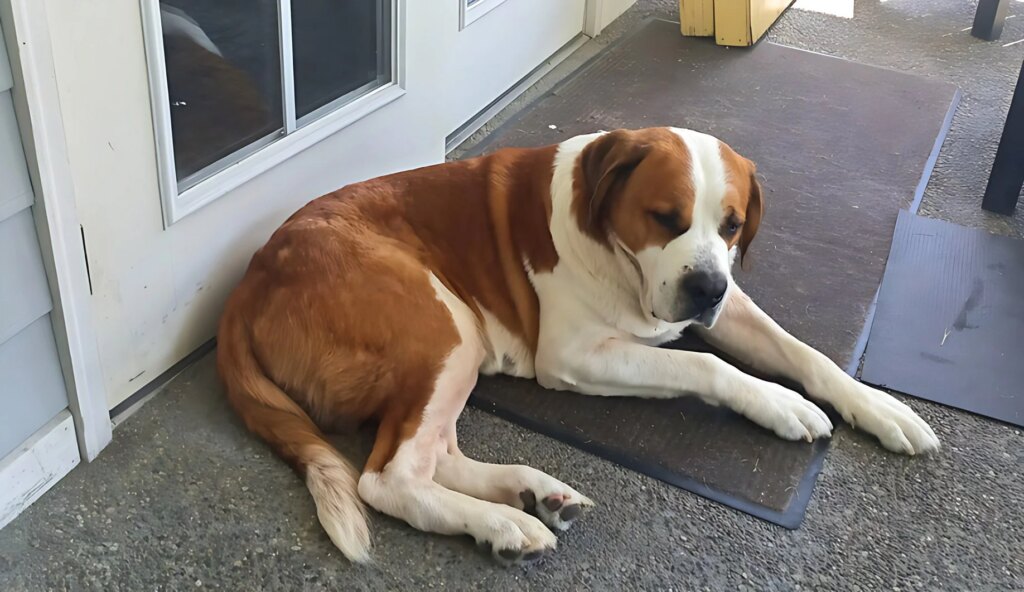 Zeus, the Saint Bernard, Defies Poisoning and Returns Stronger