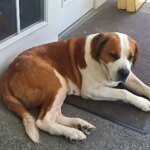 Zeus, the Saint Bernard, Defies Poisoning and Returns Stronger