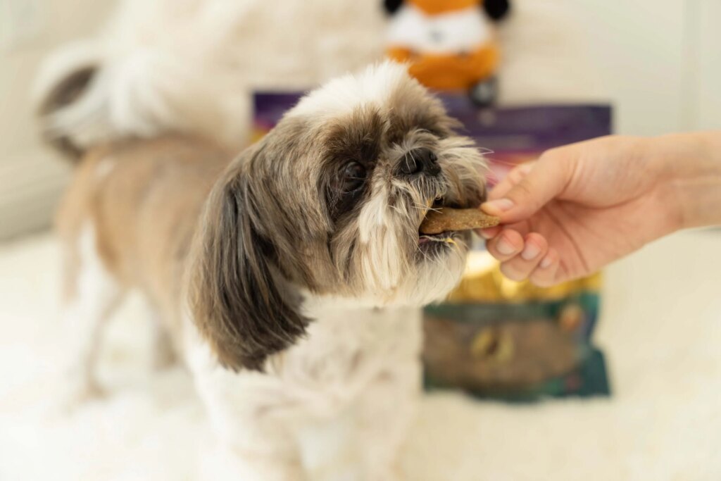 Our Guide to Pet Dental Health