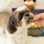 Our Guide to Pet Dental Health