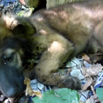German Shepherd Puppy Abandoned In The Forest Gets Another Chance At Life