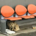 A Traumatized Stray Dog Learns To Trust And Love Humans Again