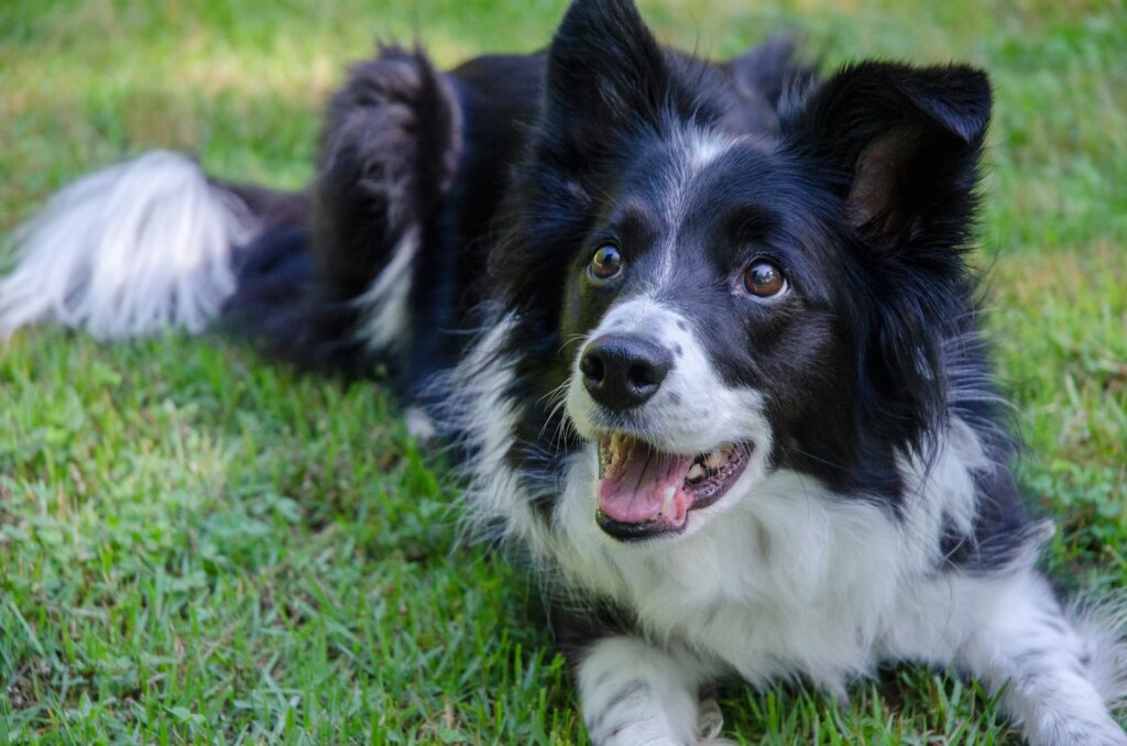 10 Common Border Collie Health Issues Every Owner Should Know