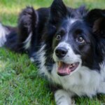 10 Common Border Collie Health Issues Every Owner Should Know