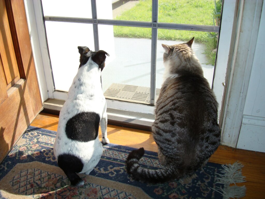 Love Cats But Want A Dog? These 15 Breeds Offer The Best Of Both Worlds