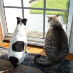 Love Cats But Want A Dog? These 15 Breeds Offer The Best Of Both Worlds