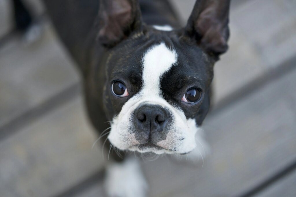 Is Your Dog At Risk? 10 Common Boston Terrier Health Issues