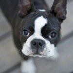 Is Your Dog At Risk? 10 Common Boston Terrier Health Issues