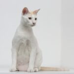 Do All Cats Have a Primordial Pouch? The Fascinating Answer