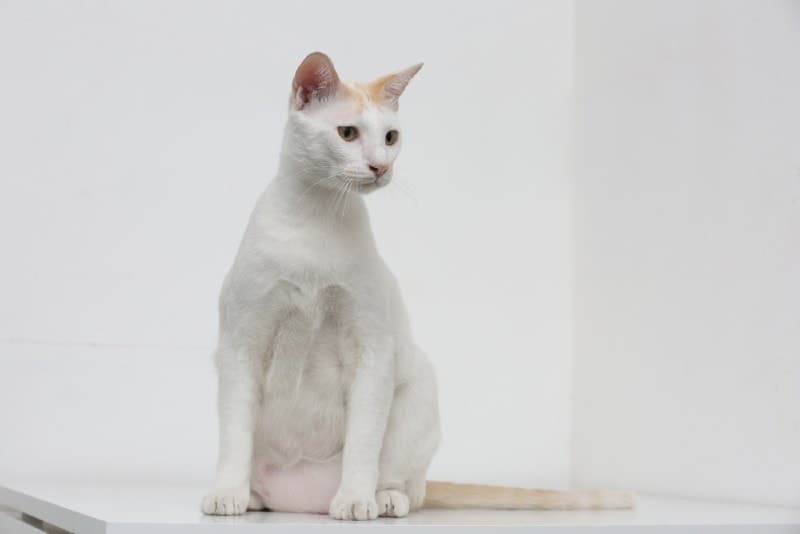 Do All Cats Have a Primordial Pouch? The Fascinating Answer
