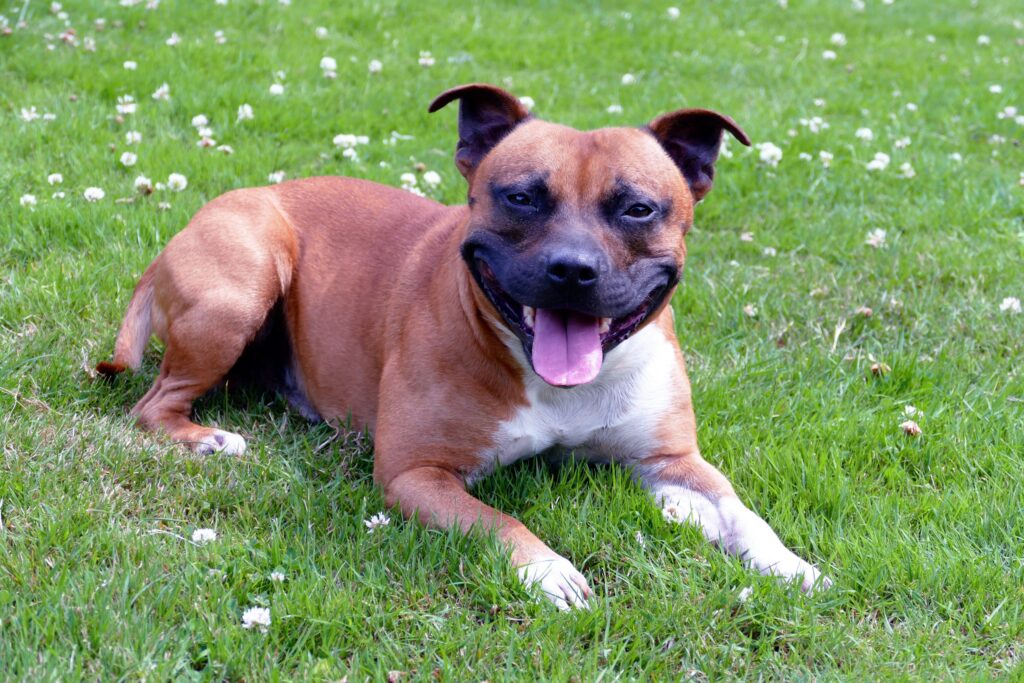 10 Common Pit Bull Health Issues Every Owner Should Know