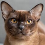 Burmese cat: Breed profile and information