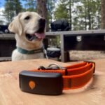 Weenect XT Dog GPS Tracker Review 2026: Our Expert’s Opinion — Dogster