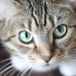 How to Prepare for a Shelter Cat