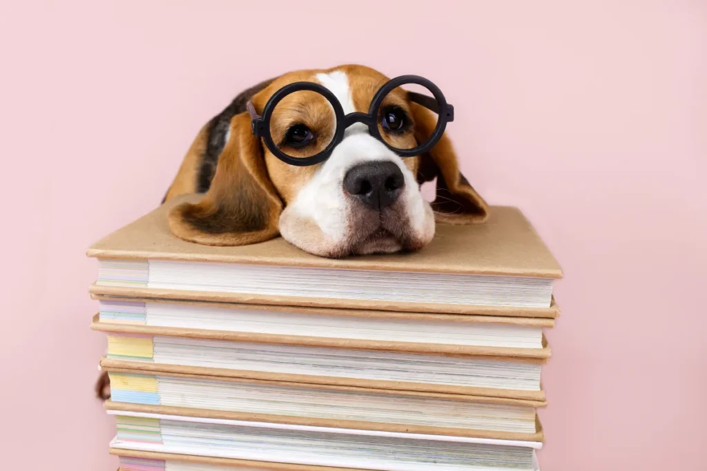 The Dog Lover’s Gift Guide: Meaningful Presents for the Person Who Lives for Their Dog