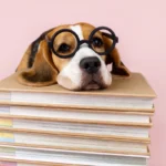 The Dog Lover’s Gift Guide: Meaningful Presents for the Person Who Lives for Their Dog